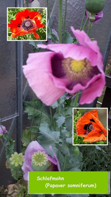 Schlafmohn (Papaver somniferum)