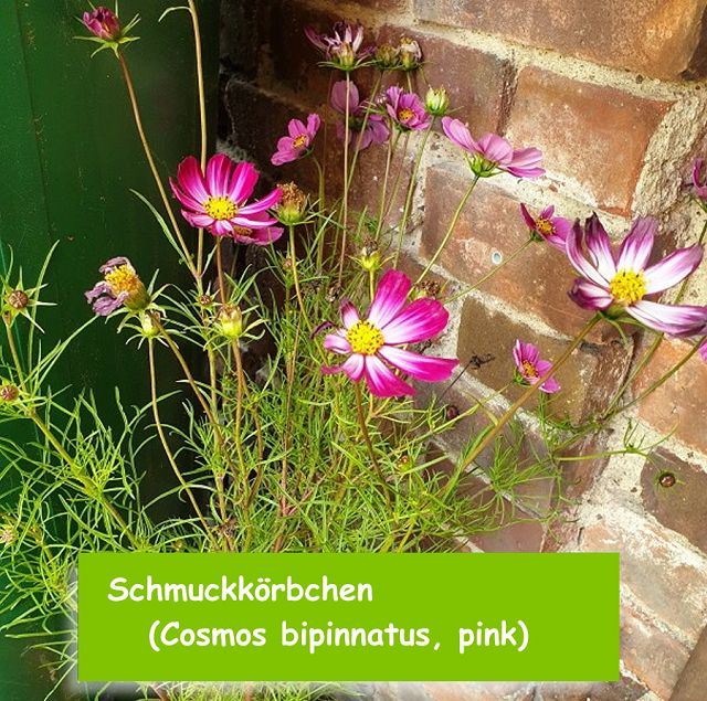 Schmuckkörbchen (Cosmos bipinnatus, pink)