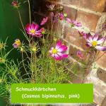 Schmuckkörbchen (Cosmos bipinnatus, pink)