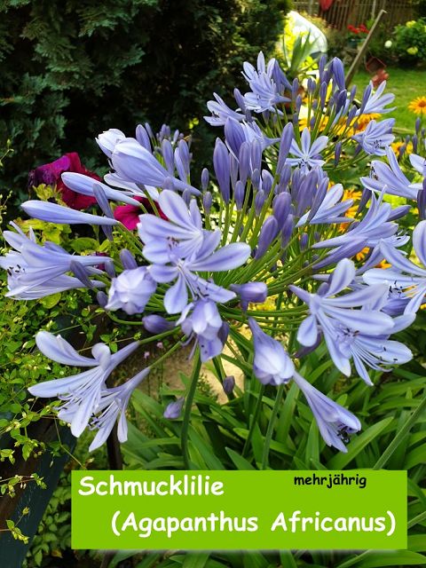 Schmucklilie (Agapanthus Africanus)