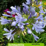 Schmucklilie (Agapanthus Africanus)