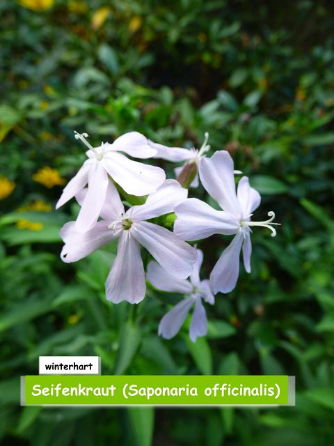 Seifenkraut (Saponaria officinalis)