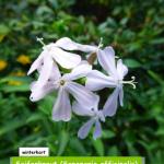 Seifenkraut (Saponaria officinalis)