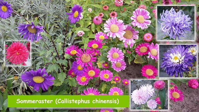 Sommeraster (Callistephus chinensis)