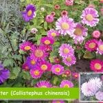 Sommeraster (Callistephus chinensis)