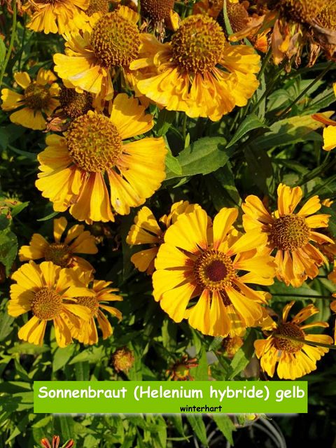 Sonnenbraut (Helenium hybride) gelb