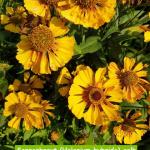 Sonnenbraut (Helenium hybride) gelb