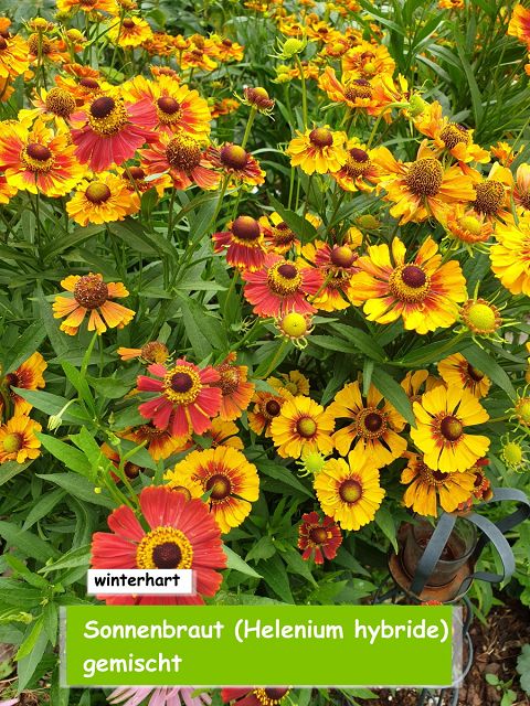 Sonnenbraut (Helenium hybride) gemischt