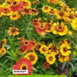 Sonnenbraut (Helenium hybride) gemischt
