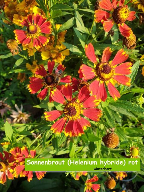 Sonnenbraut (Helenium hybride) rot
