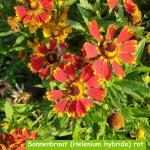 Sonnenbraut (Helenium hybride) rot