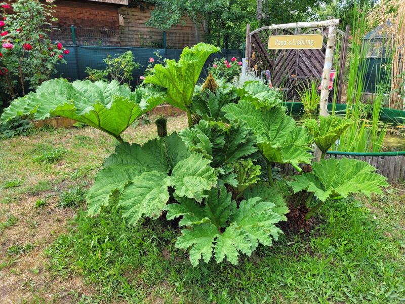 Samen vom Mammutblatt, Gunnera