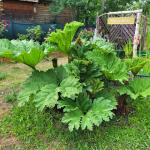 Samen vom Mammutblatt, Gunnera