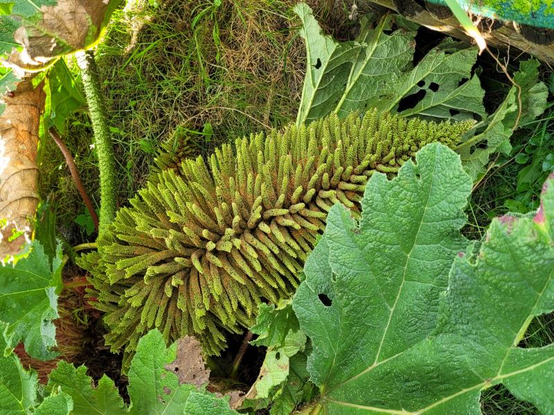 Samen vom Mammutblatt, Gunnera