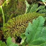 Samen vom Mammutblatt, Gunnera