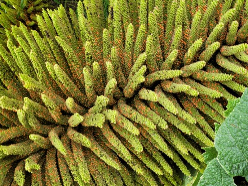Samen vom Mammutblatt, Gunnera