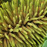 Samen vom Mammutblatt, Gunnera