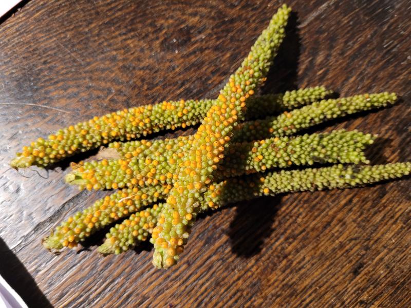 Samen vom Mammutblatt, Gunnera