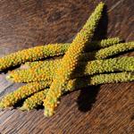 Samen vom Mammutblatt, Gunnera