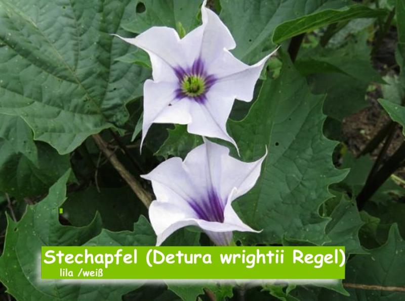 Stechapfel Datura