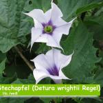 Stechapfel Datura