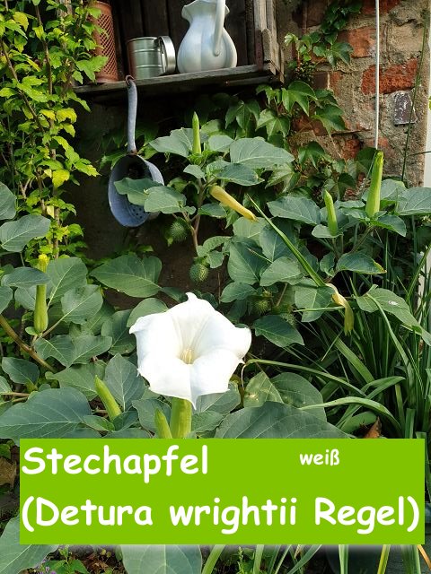 Stechapfel (Detura wrightii Regel) weiss