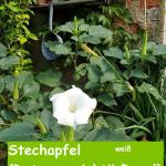 Stechapfel (Detura wrightii Regel) weiss