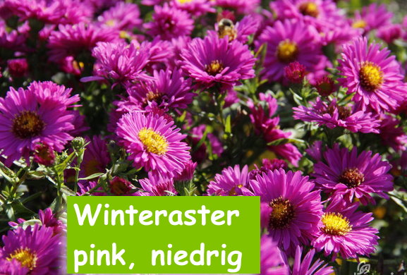Winteraster pink, niedrig