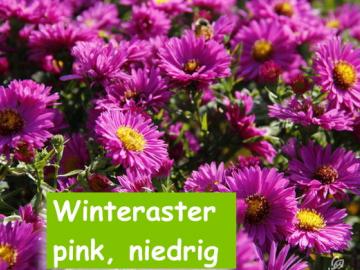 Winteraster pink, niedrig