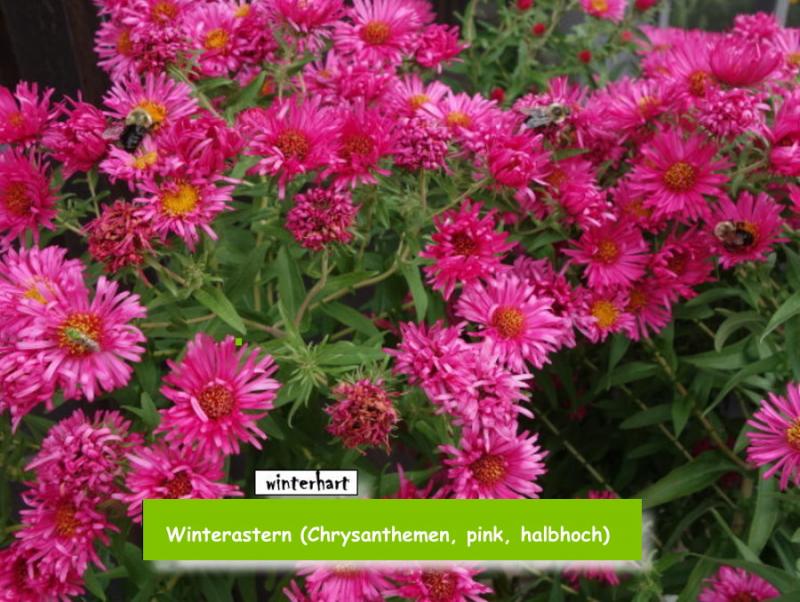 Winterastern (Chrysanthemen, pink, halbhoch)