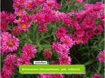 Winterastern (Chrysanthemen, pink, halbhoch)