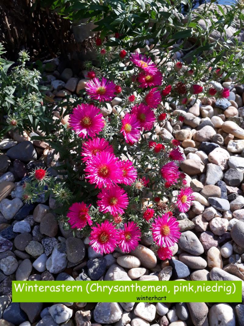 Winterastern (Chrysanthemen, pink,niedrig)