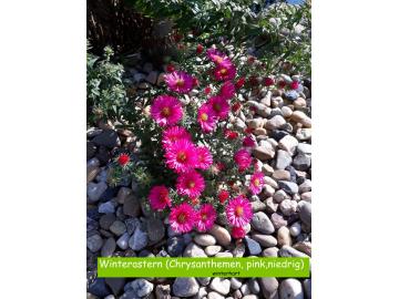 Winterastern (Chrysanthemen, pink,niedrig)