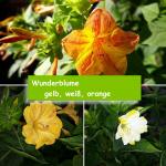 Wunderblume (Mirabilis jalapa) gelb, weiß, orange