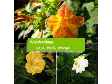 Wunderblume (Mirabilis jalapa) gelb, weiß, orange