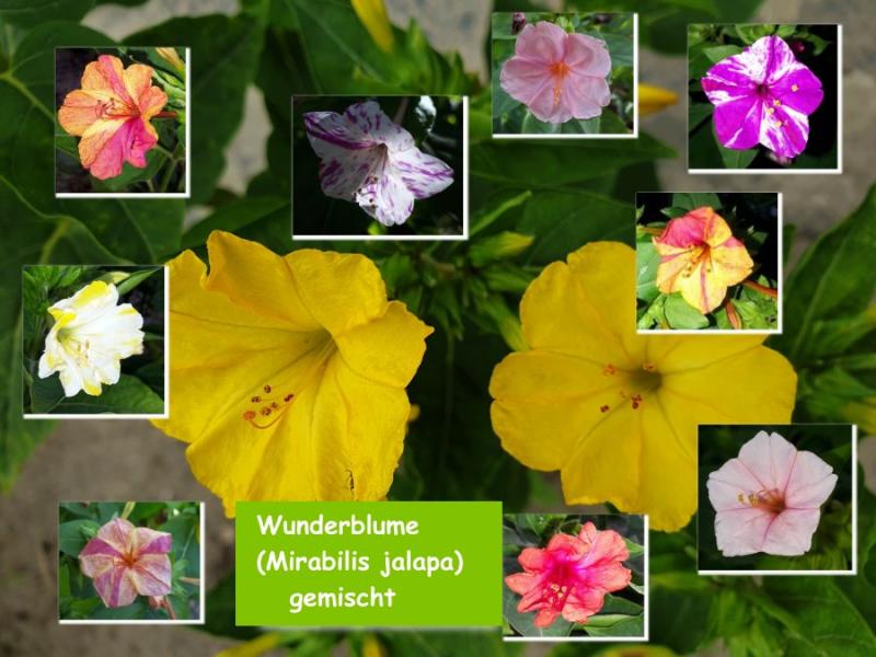 Wunderblume  (gemischt)
