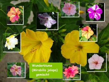 Wunderblume  (gemischt)