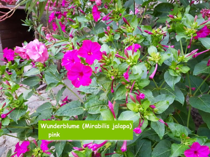 Wunderblume (Mirabilis jalapa) pink
