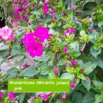 Wunderblume (Mirabilis jalapa) pink