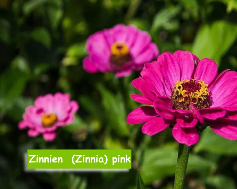 Zinnie (Zinnia) pink