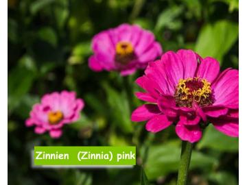 Zinnie (Zinnia) pink