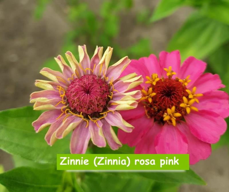 Zinnie (Zinnia) rosa pink