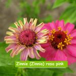 Zinnie (Zinnia) rosa pink