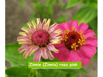 Zinnie (Zinnia) rosa pink