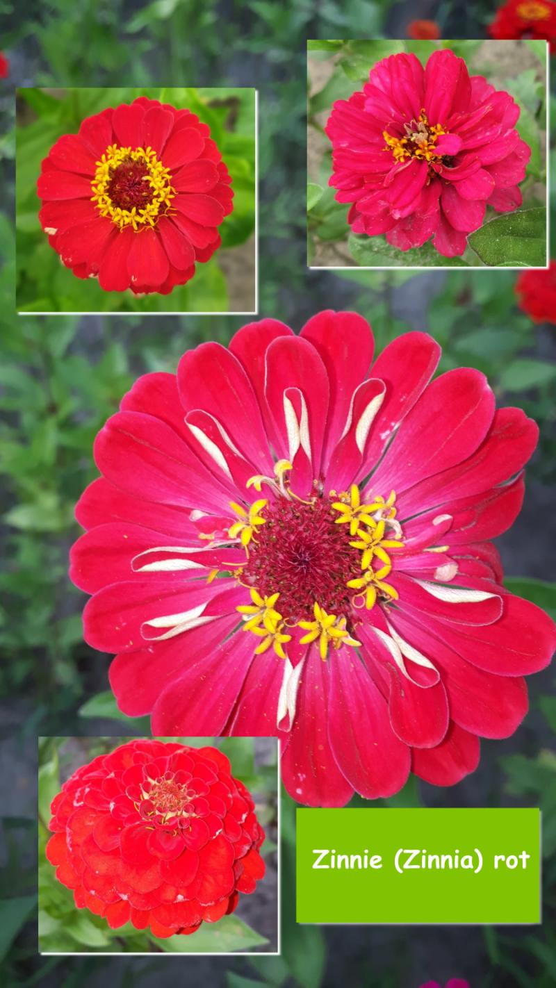 Zinnie (Zinnia) rot