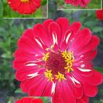 Zinnie (Zinnia) rot