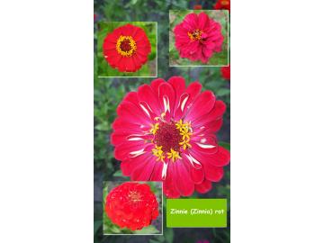 Zinnie (Zinnia) rot