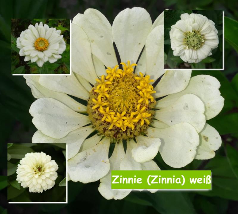 Zinnie (Zinnia) weiß