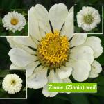 Zinnie (Zinnia) weiß