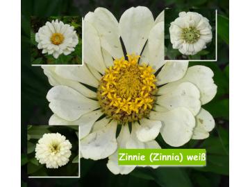 Zinnie (Zinnia) weiß